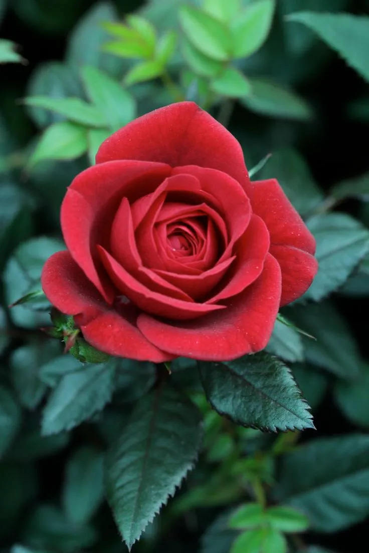 200 hinh nen hoa hong do dep nhat 2025004