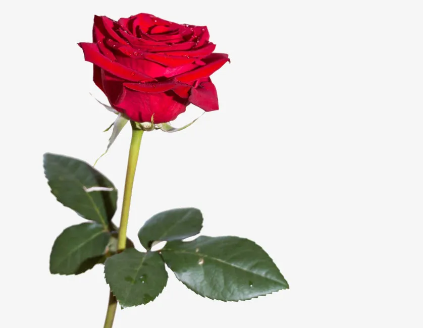 200 hinh nen hoa hong do dep nhat 2025006