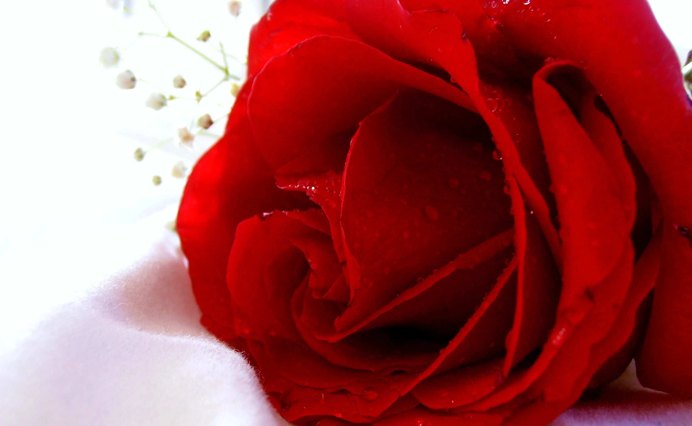 200 hinh nen hoa hong do dep nhat 2025007