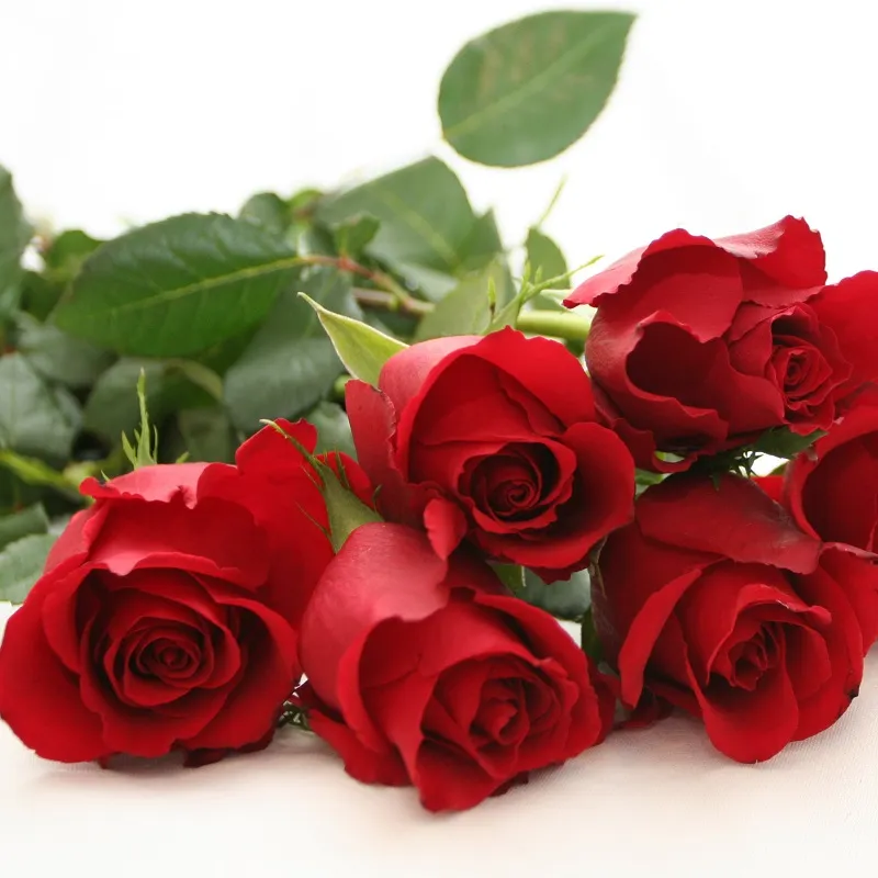 200 hinh nen hoa hong do dep nhat 2025017