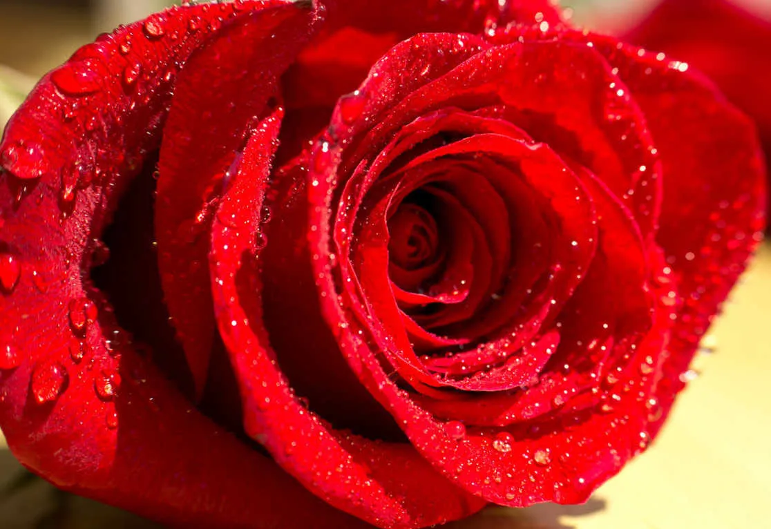 200 hinh nen hoa hong do dep nhat 2025041