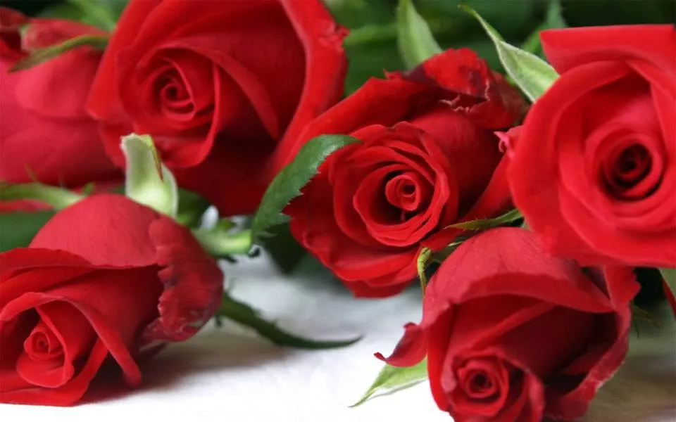 200 hinh nen hoa hong do dep nhat 2025064