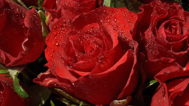 200 hinh nen hoa hong do dep nhat 2025069