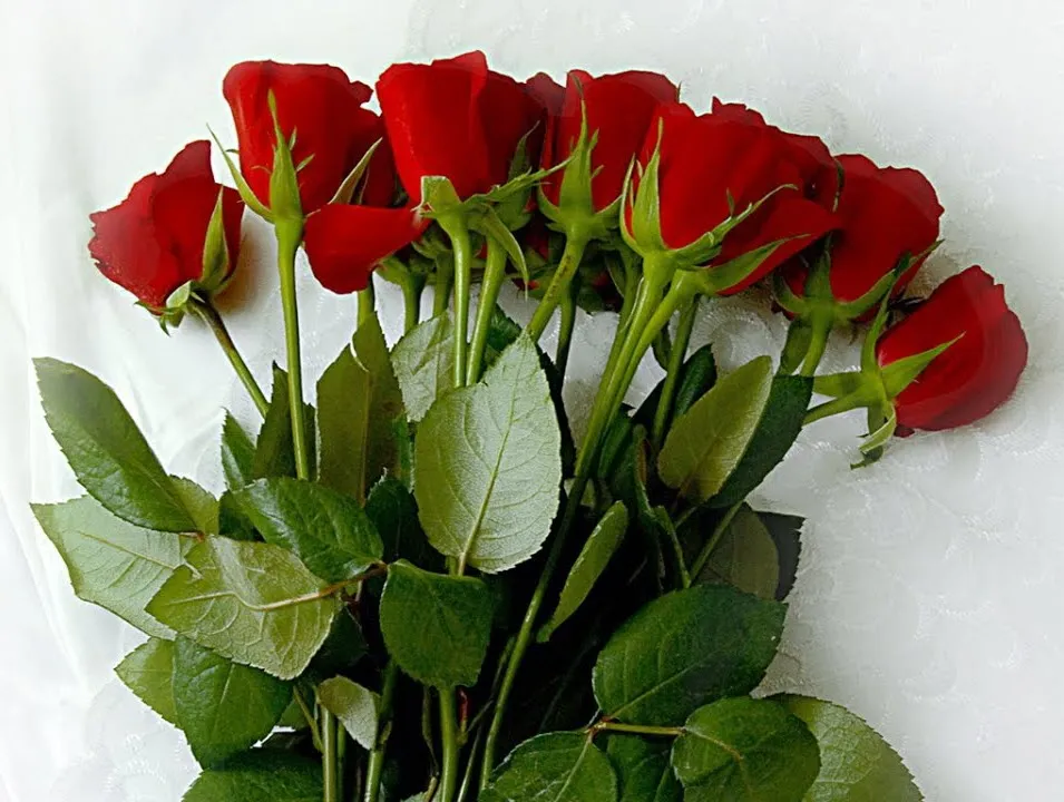 200 hinh nen hoa hong do dep nhat 2025081