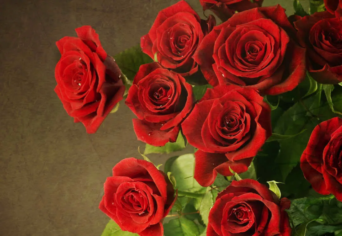 200 hinh nen hoa hong do dep nhat 2025100