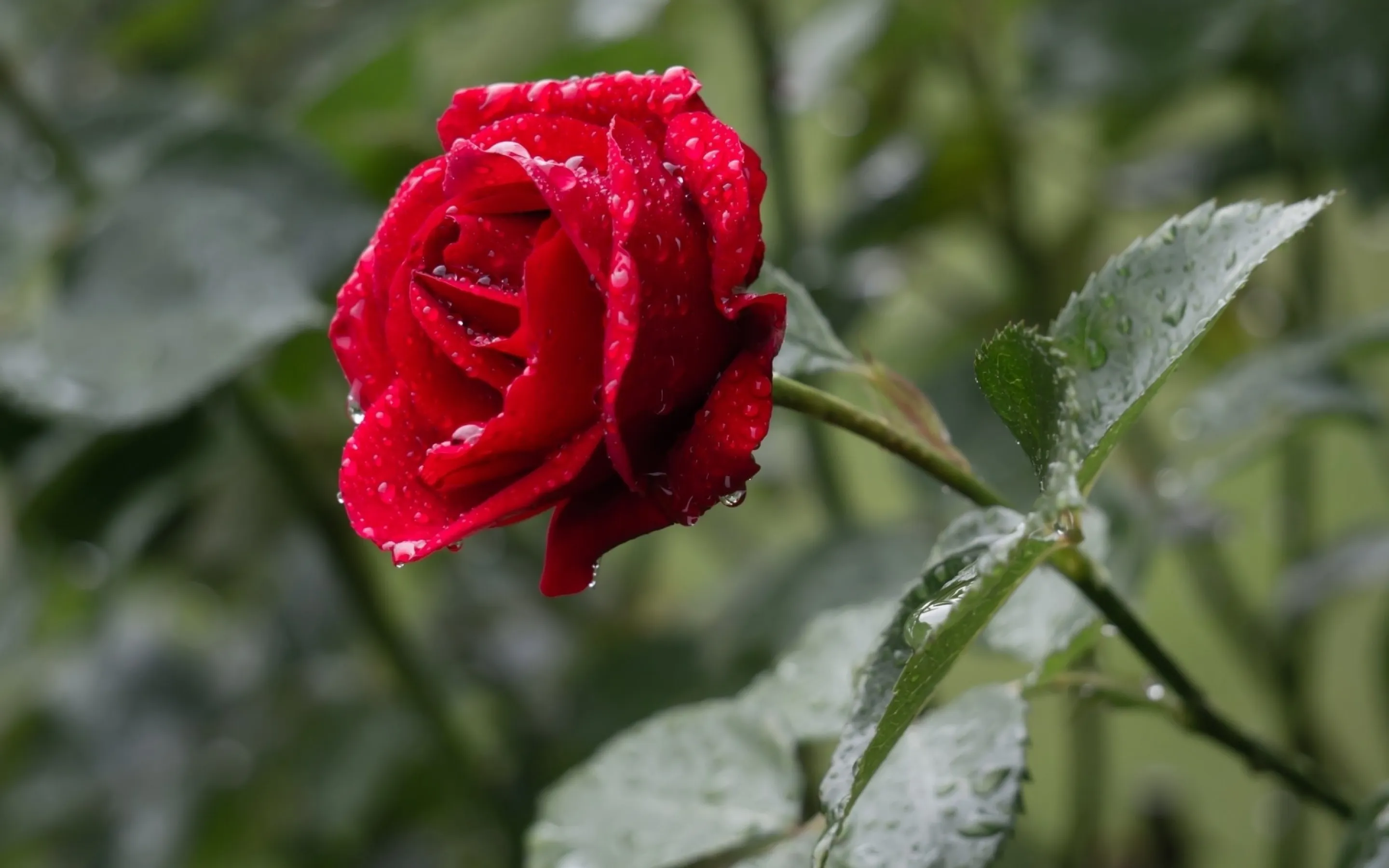 200 hinh nen hoa hong do dep nhat 2025104