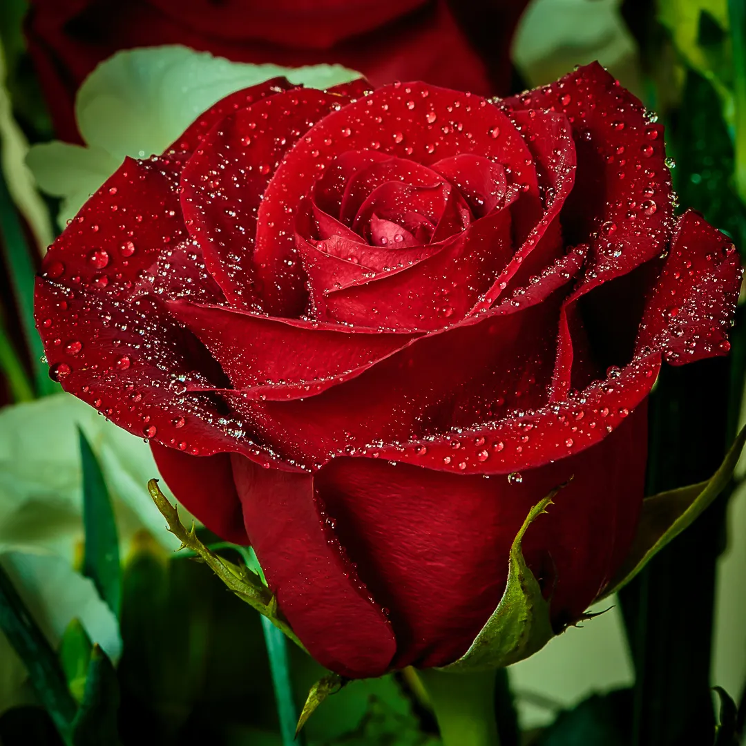 200 hinh nen hoa hong do dep nhat 2025107