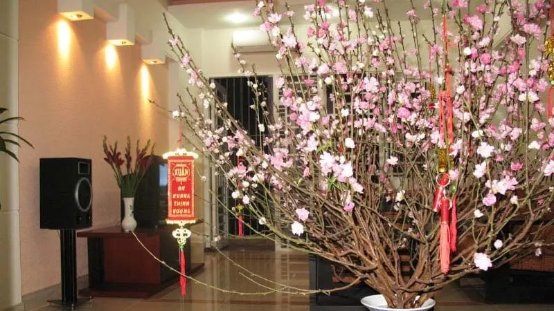 Tuyen chon 60 hinh anh tet dep 2025 nhin la thay tet ngay 35