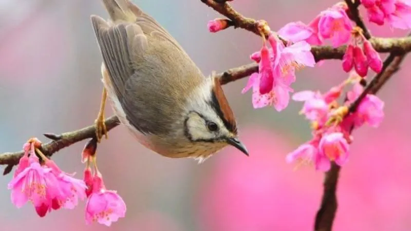 Tuyen chon 60 hinh anh tet dep 2025 nhin la thay tet ngay 4