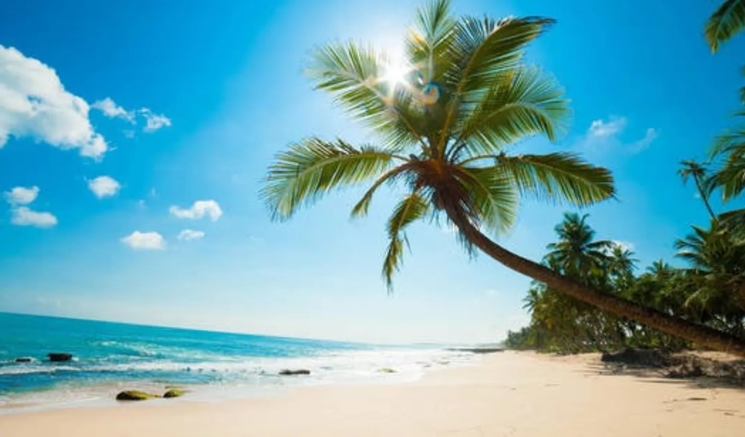 Bờ biển tuyệt đẹp với cây dừa