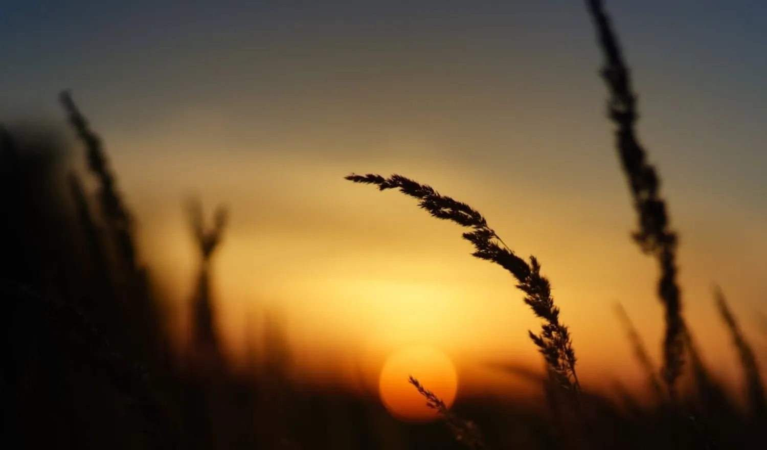 Cỏ lau đung đưa trước gió