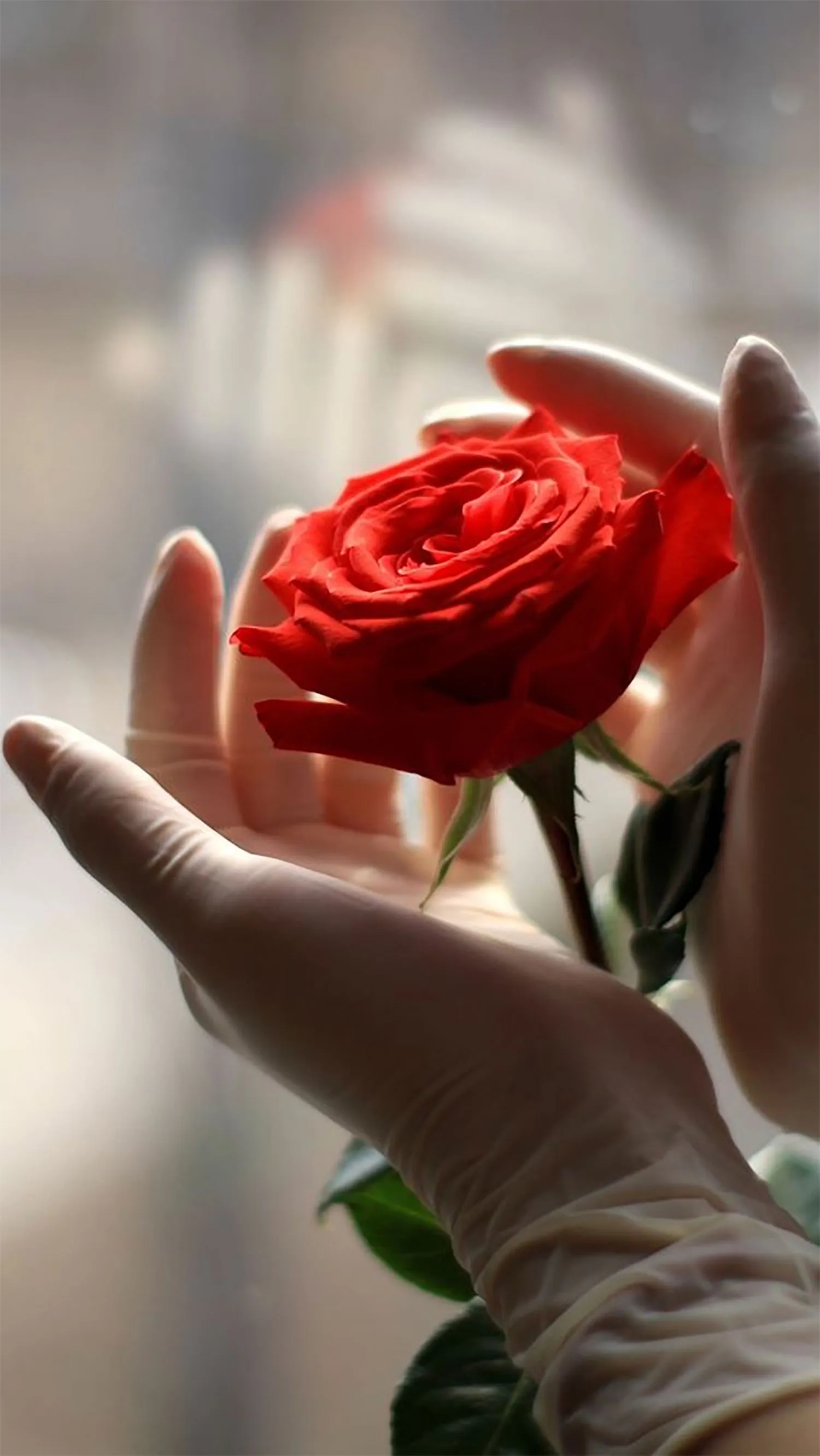 hinh nen hoa hong do top 200 jpg 1fb6a137