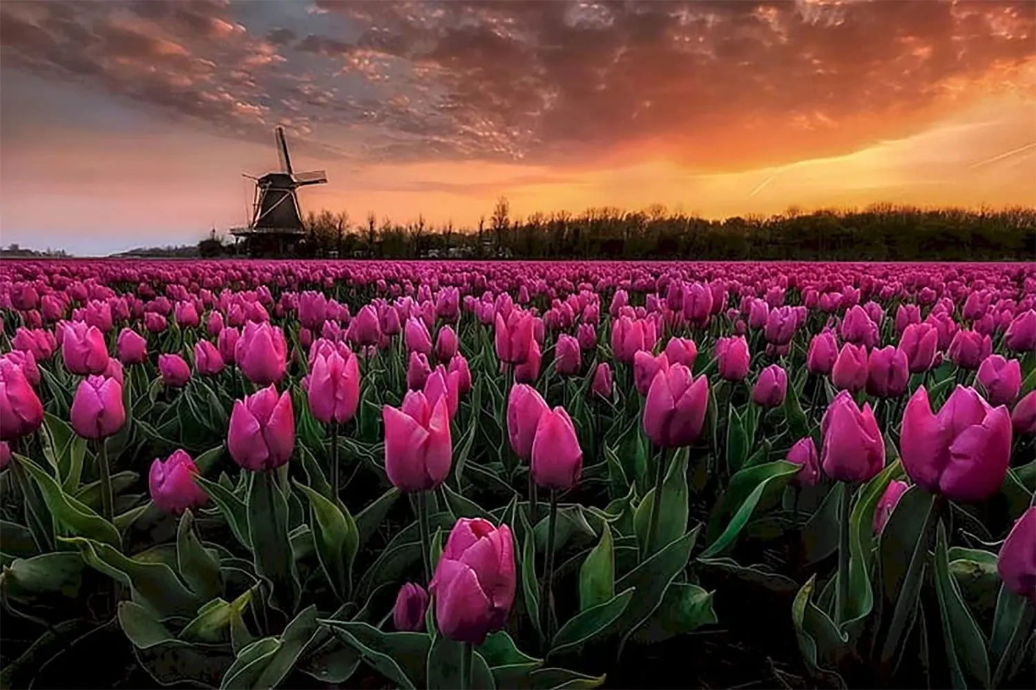 hinh nen hoa jpg 757494e8