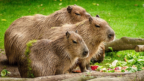 100 tranh to mau capybara cute tu de den kho phu hop moi lua tuoi 11999 1