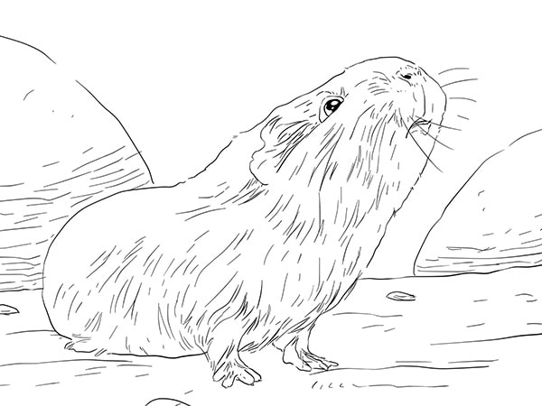 100 tranh to mau capybara cute tu de den kho phu hop moi lua tuoi 11999 13