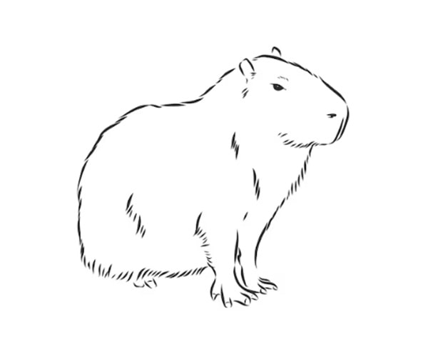100 tranh to mau capybara cute tu de den kho phu hop moi lua tuoi 11999 6