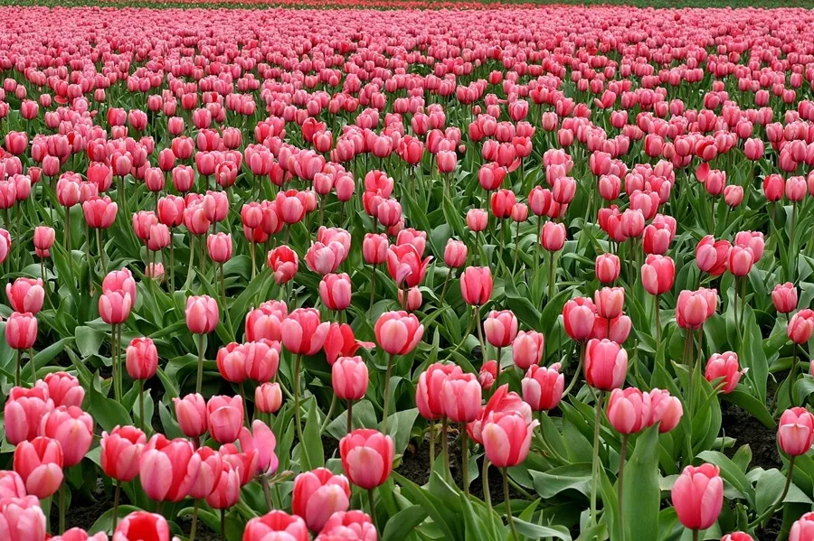 Bộ Sưu Tập 80+ Hình Nền Hoa Tulip Trendy Nhất 2025 Trong thế giới số, hình nền hoa tulip đã trở thành một xu hướng được yêu thích, giúp tô điểm cho màn hình điện thoại và máy tính, mang lại cảm giác tươi mới và tràn đầy sức sống