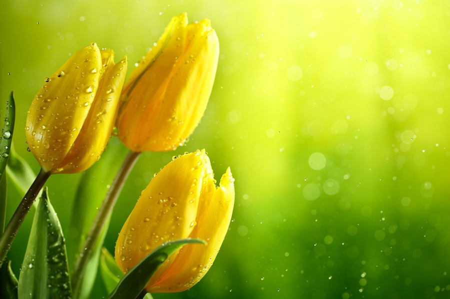 Bộ Sưu Tập 80+ Hình Nền Hoa Tulip Trendy Nhất 2025 Hoa tulip, loài hoa mang vẻ đẹp kiêu sa, thanh lịch và đầy màu sắc, luôn là nguồn cảm hứng bất tận cho nghệ thuật và thiết kế