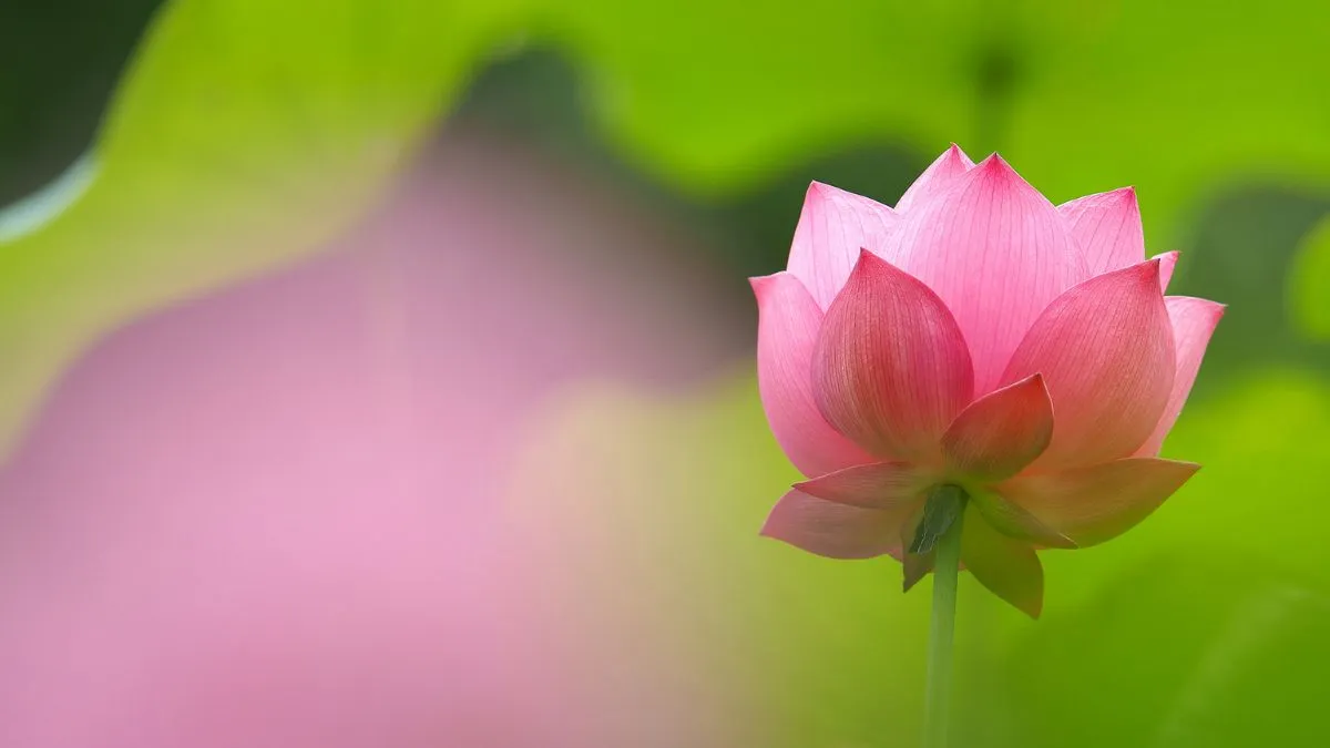 hinh nen desktop 29