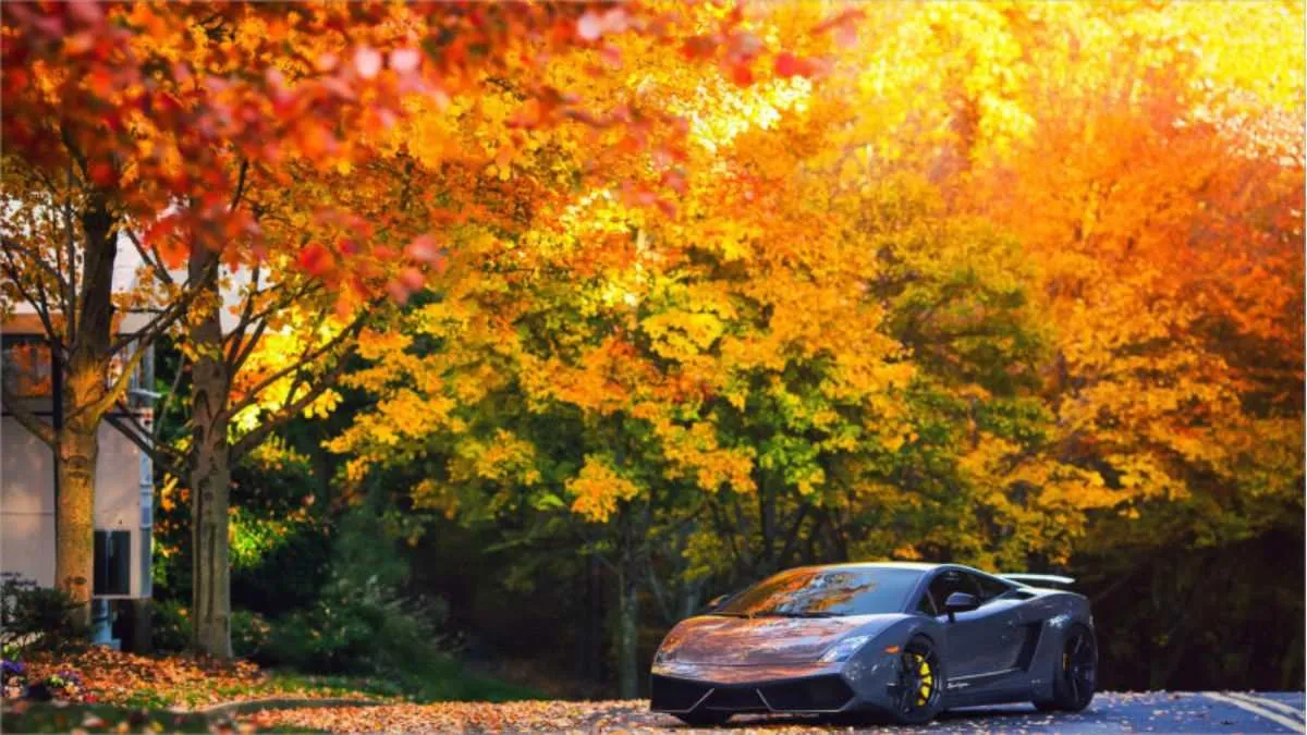 hinh nen desktop 72