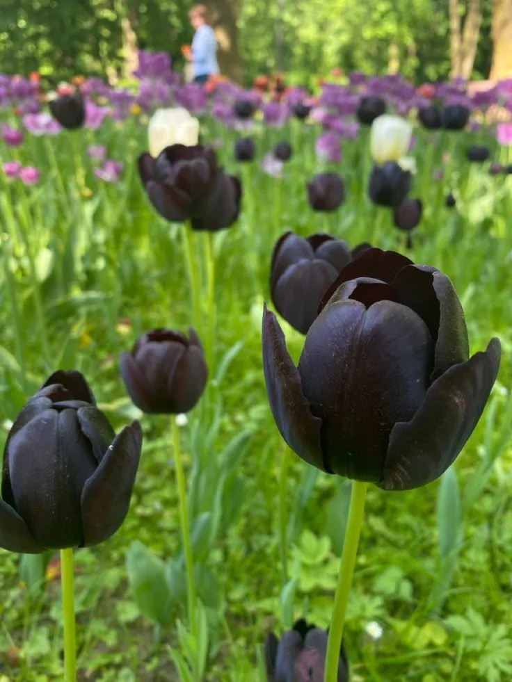 hinh nen hoa tulip innhanh.pro .vn 103