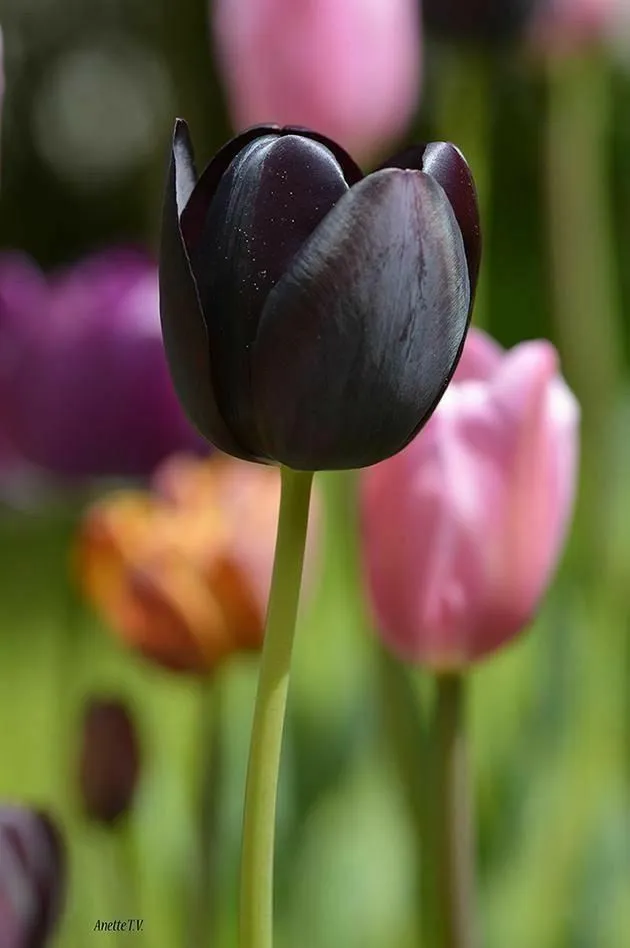 hinh nen hoa tulip innhanh.pro .vn 104