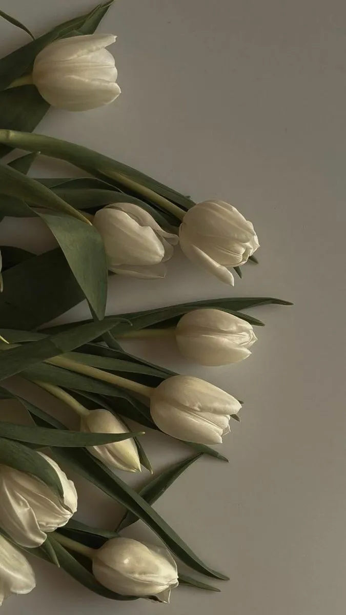 hinh nen hoa tulip innhanh.pro .vn 118