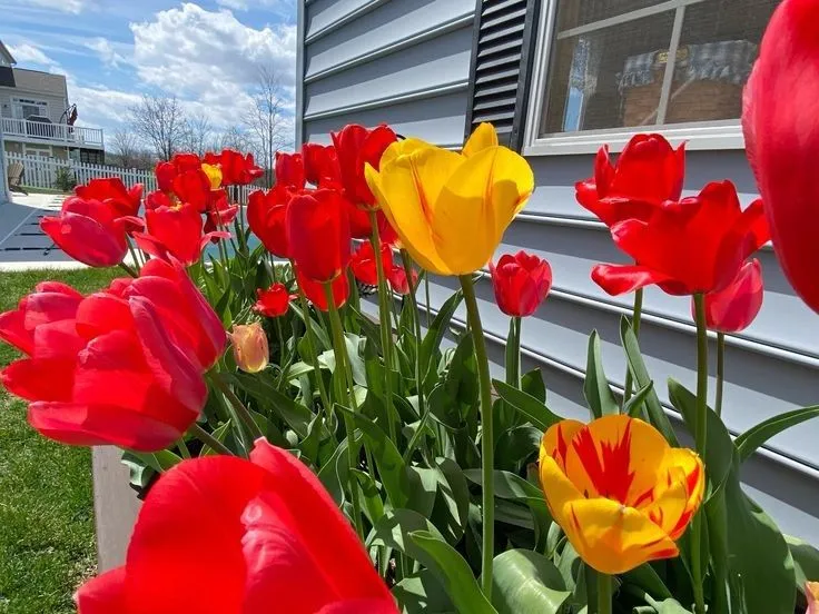 hinh nen hoa tulip innhanh.pro .vn 127