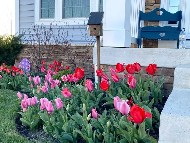 hinh nen hoa tulip innhanh.pro .vn 128