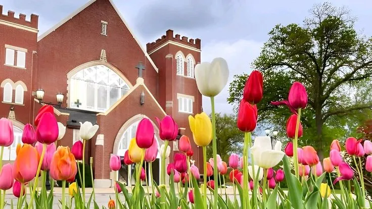 hinh nen hoa tulip innhanh.pro .vn 131