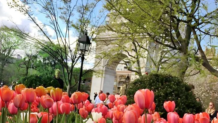 hinh nen hoa tulip innhanh.pro .vn 132