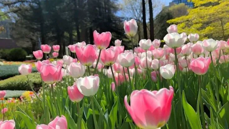 hinh nen hoa tulip innhanh.pro .vn 133