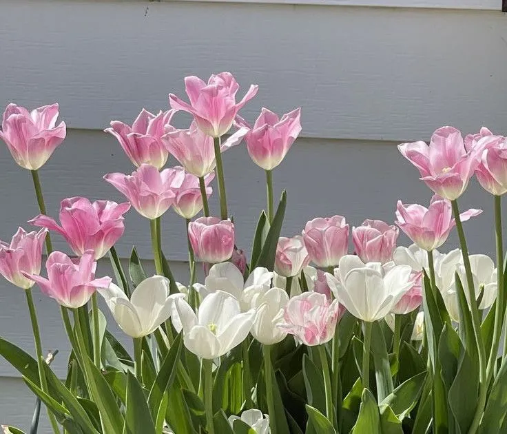 hinh nen hoa tulip innhanh.pro .vn 136