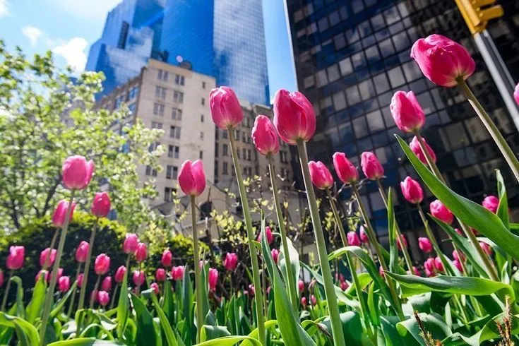 hinh nen hoa tulip innhanh.pro .vn 137