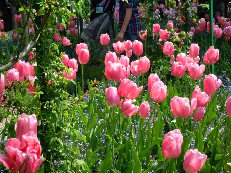 hinh nen hoa tulip innhanh.pro .vn 69