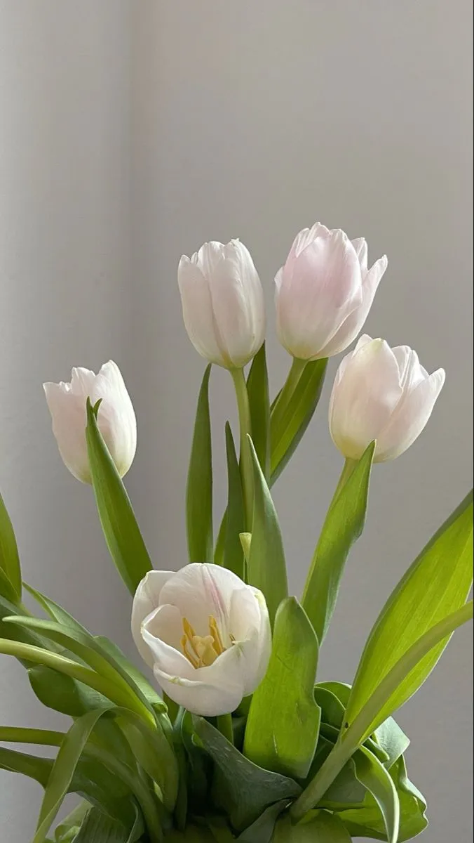 hinh nen hoa tulip innhanh.pro .vn 74