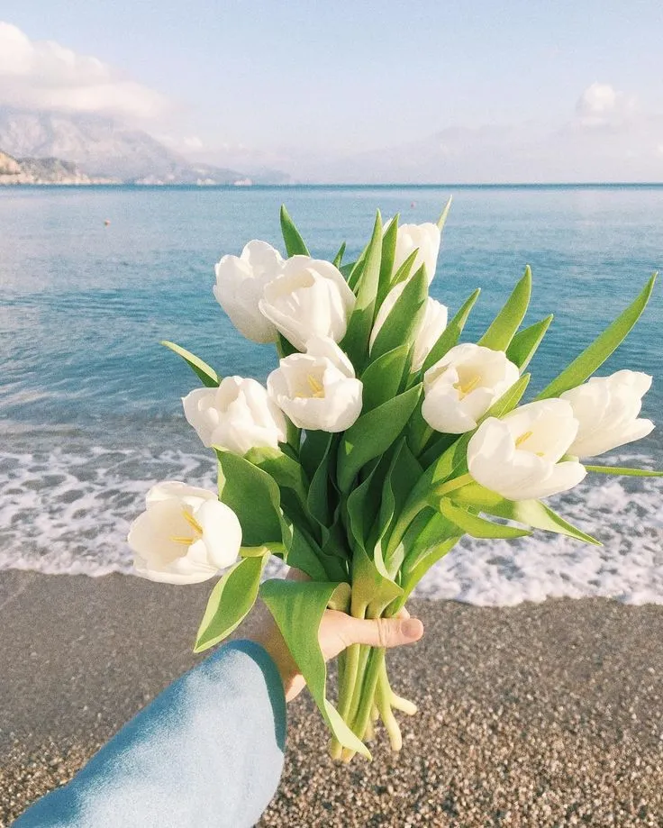 hinh nen hoa tulip innhanh.pro .vn 81