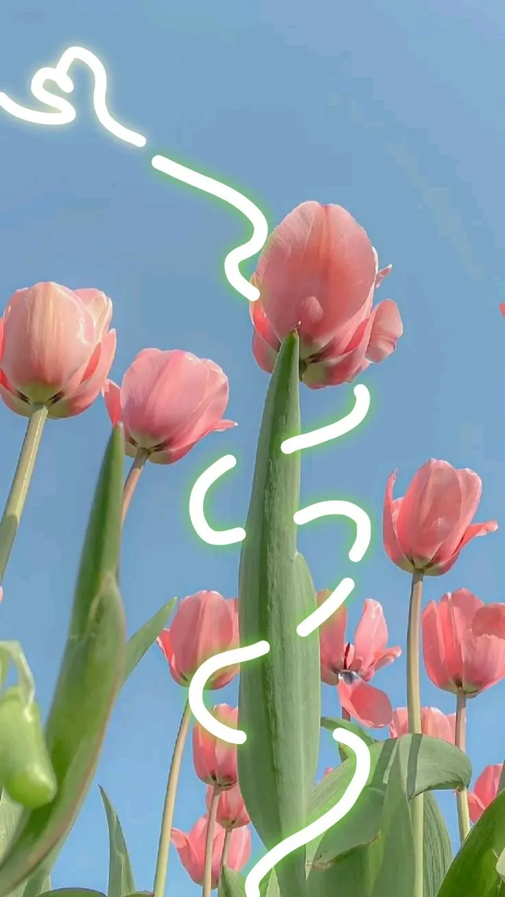 hinh nen hoa tulip innhanh.pro .vn 87