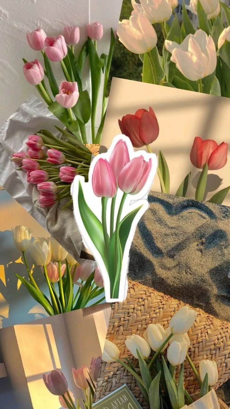 hinh nen hoa tulip innhanh.pro .vn 88