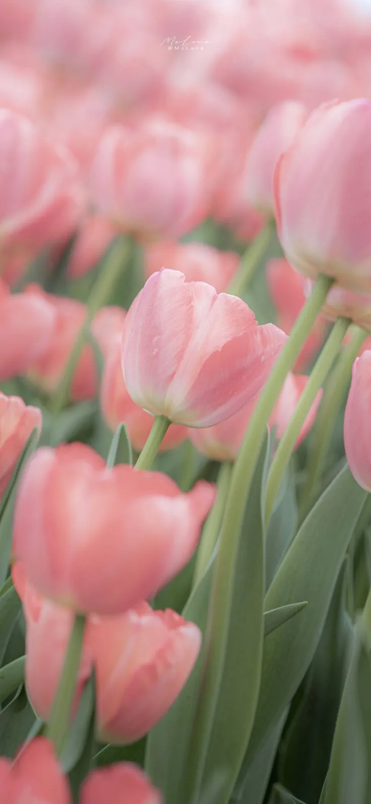 hinh nen hoa tulip innhanh.pro .vn 99