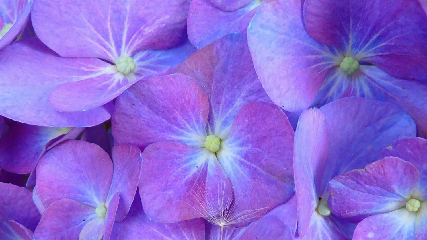 hinh nen mau tim innhanh.pro .vn09