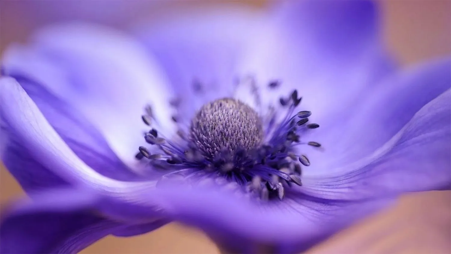 hinh nen mau tim innhanh.pro .vn10