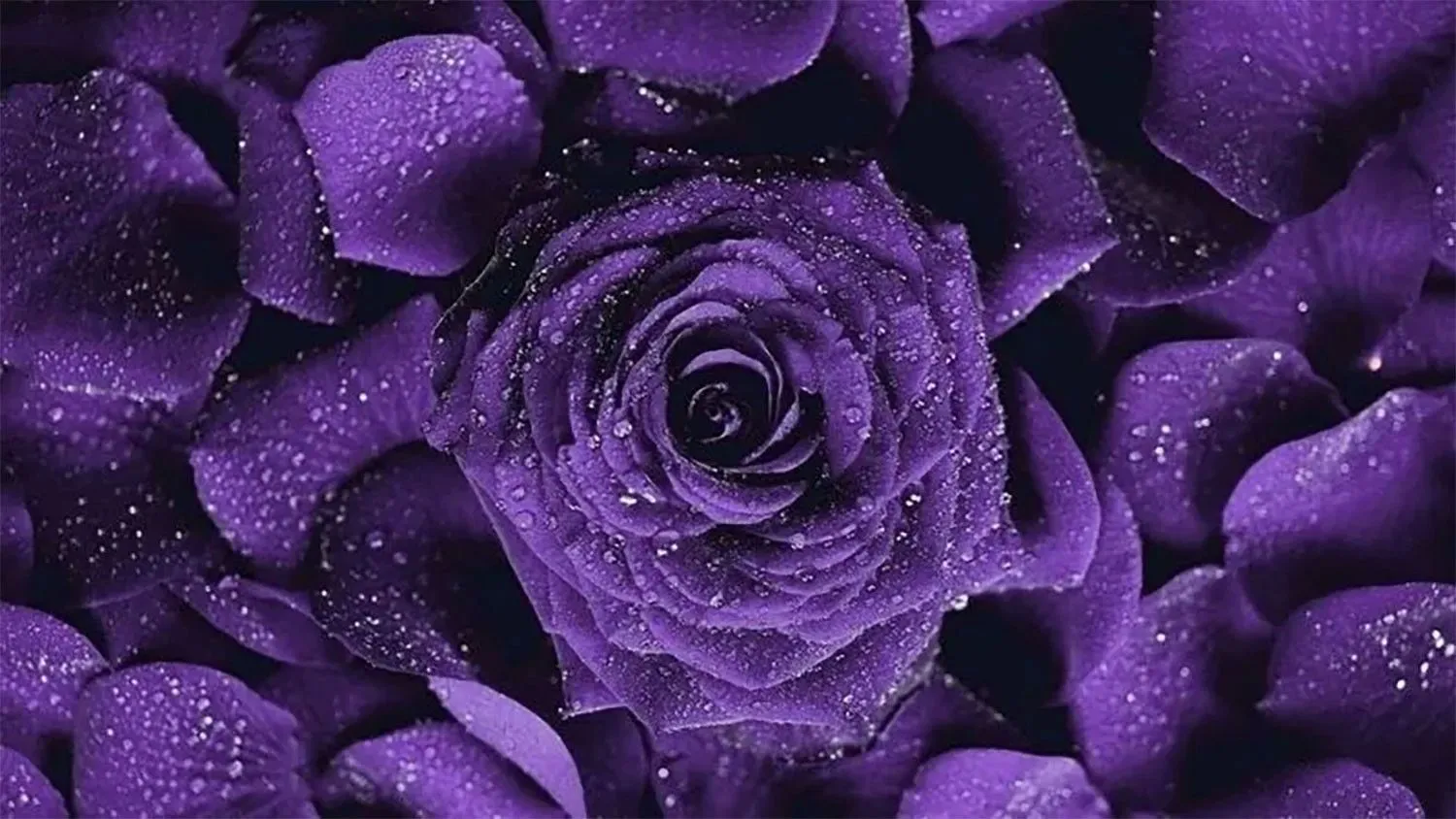 hinh nen mau tim innhanh.pro .vn13