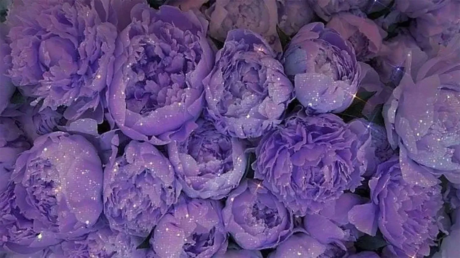 hinh nen mau tim innhanh.pro .vn14