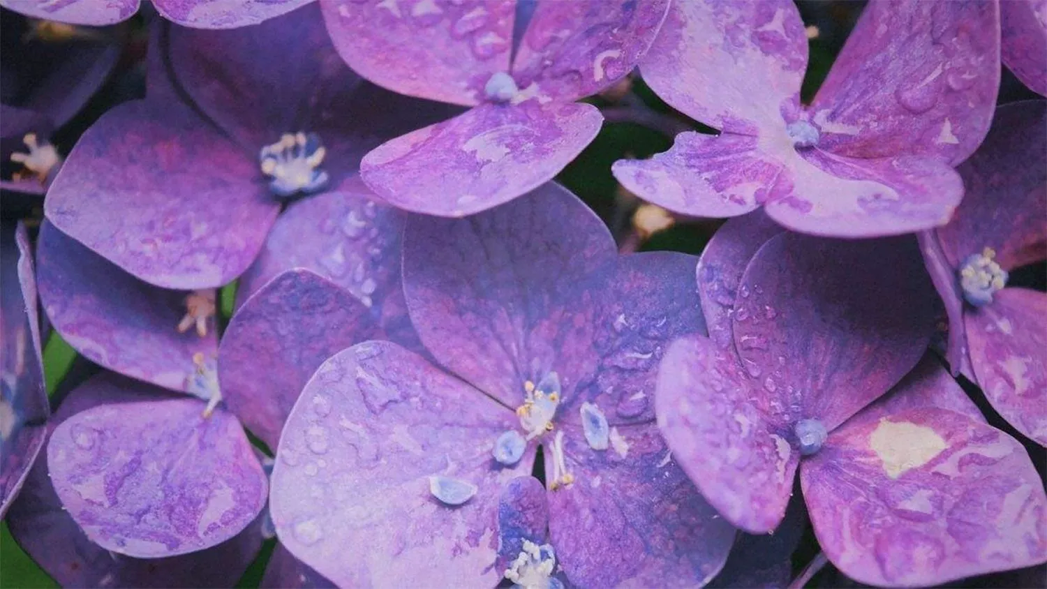 hinh nen mau tim innhanh.pro .vn15