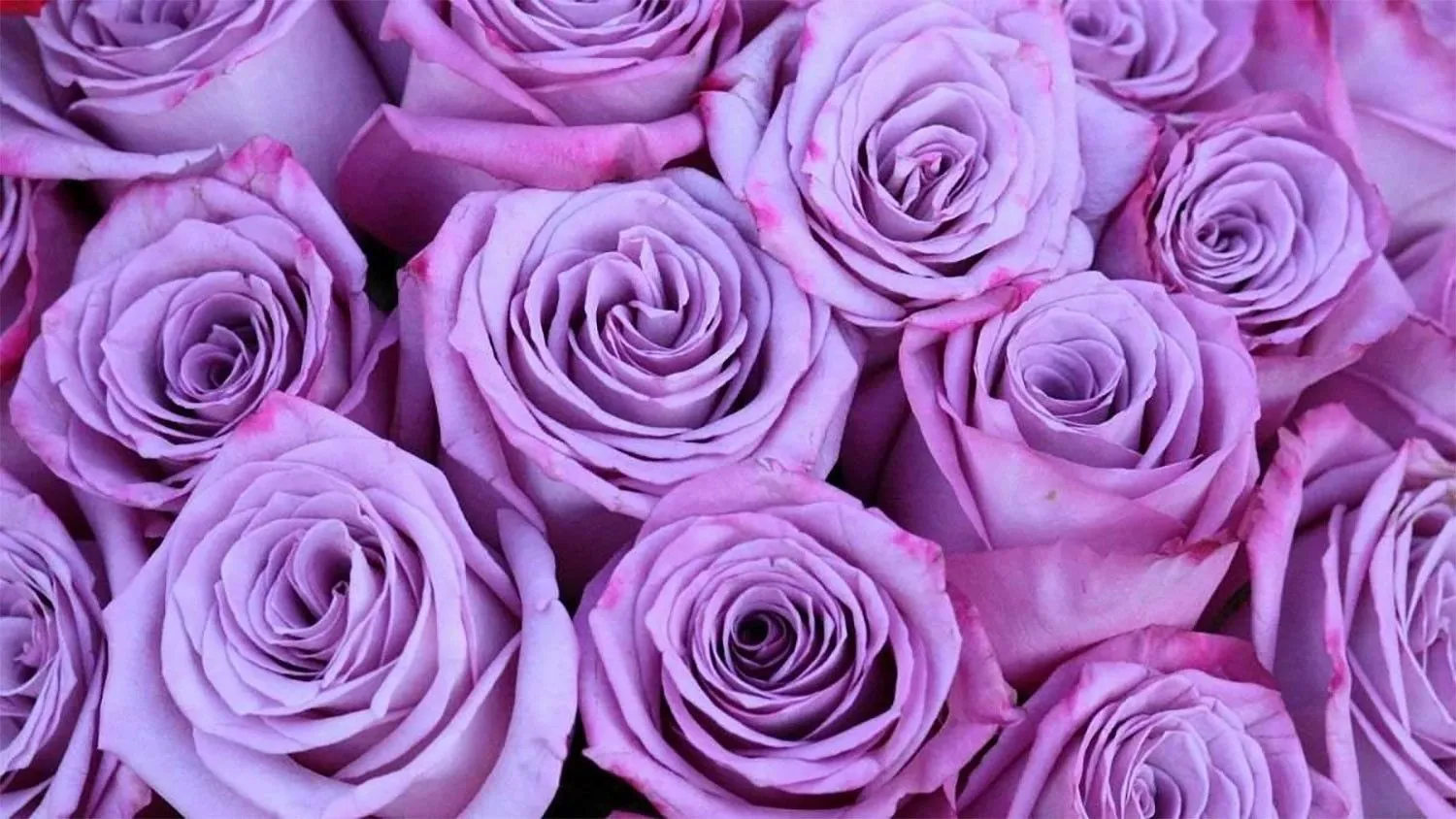 hinh nen mau tim innhanh.pro .vn16