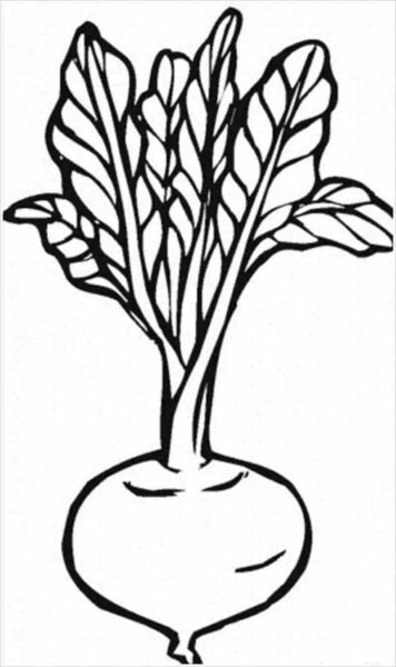 Cách vẽ rau củ quả đơn giản