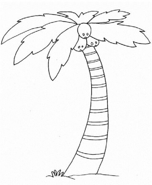 Hình tô màu cây dừa cho bé tập tô (4)