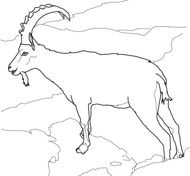 Tổng hợp các bức tranh tô màu con dê ngộ nghĩnh nh