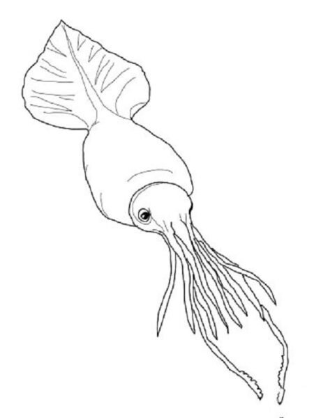 Hình tô màu con mực cho bé tập tô (9)